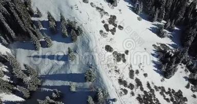 哈士奇和一群人在针叶树之间的雪坡上奔跑。 在山里奔跑。